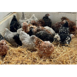 Pekin Bantams